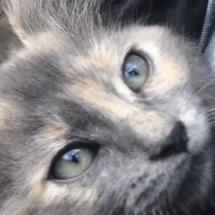 🔵♦️🟥🔷 Tonio Corsica