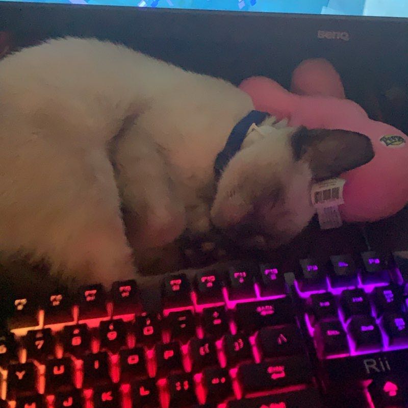 baka