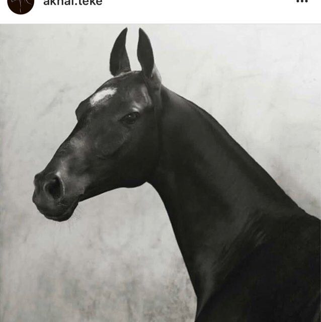 🏴‍☠️ Akhal Teke  - TüRK’s Wing 🏴‍☠️