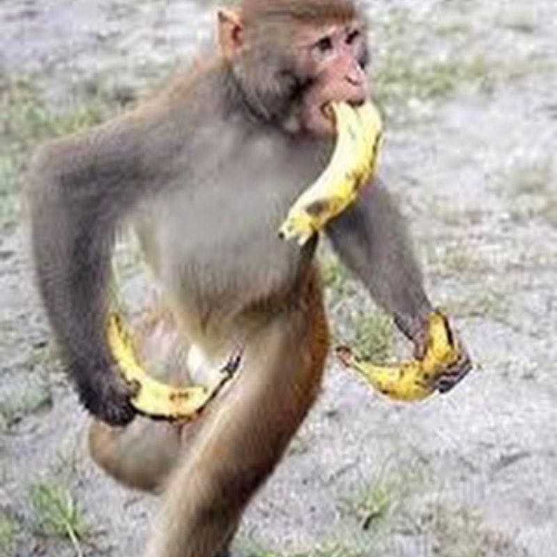 monkey business 🍌