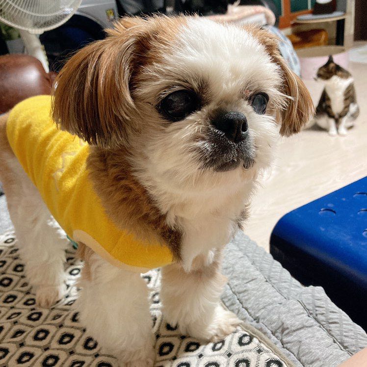 감주🐶🐈