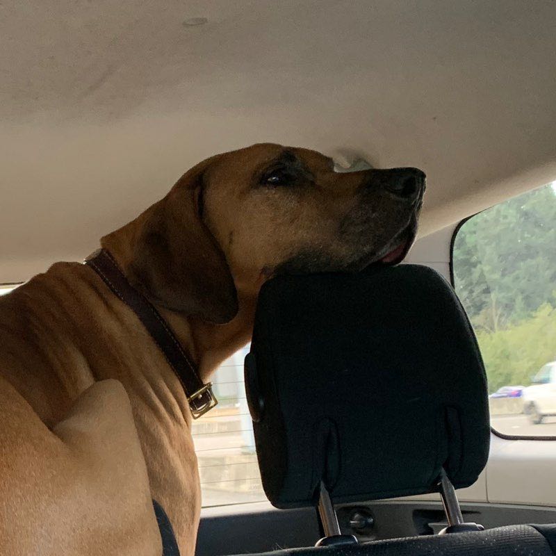 Anne Carrihill (Toys)