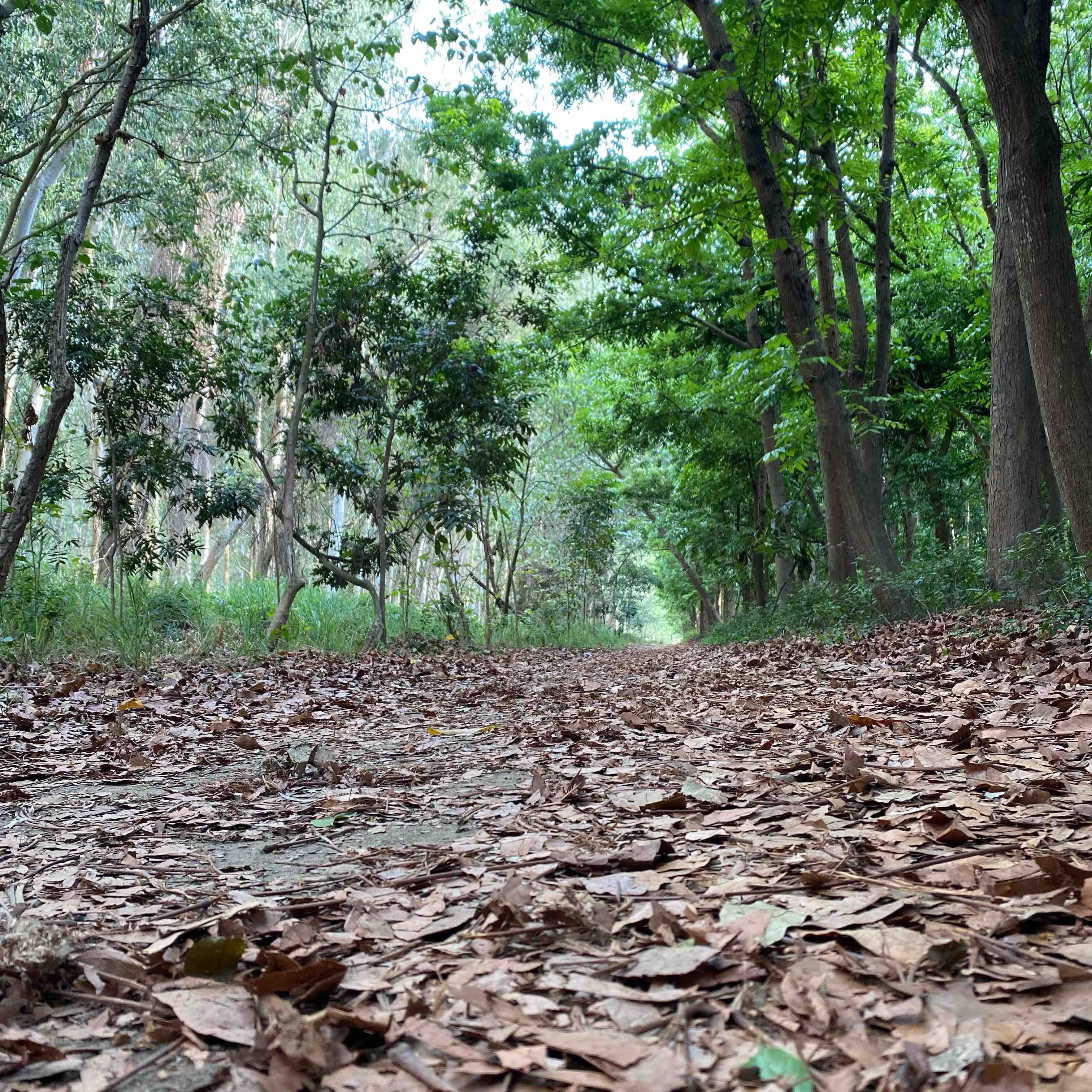 虎山林場慢跑快走一起來 logo