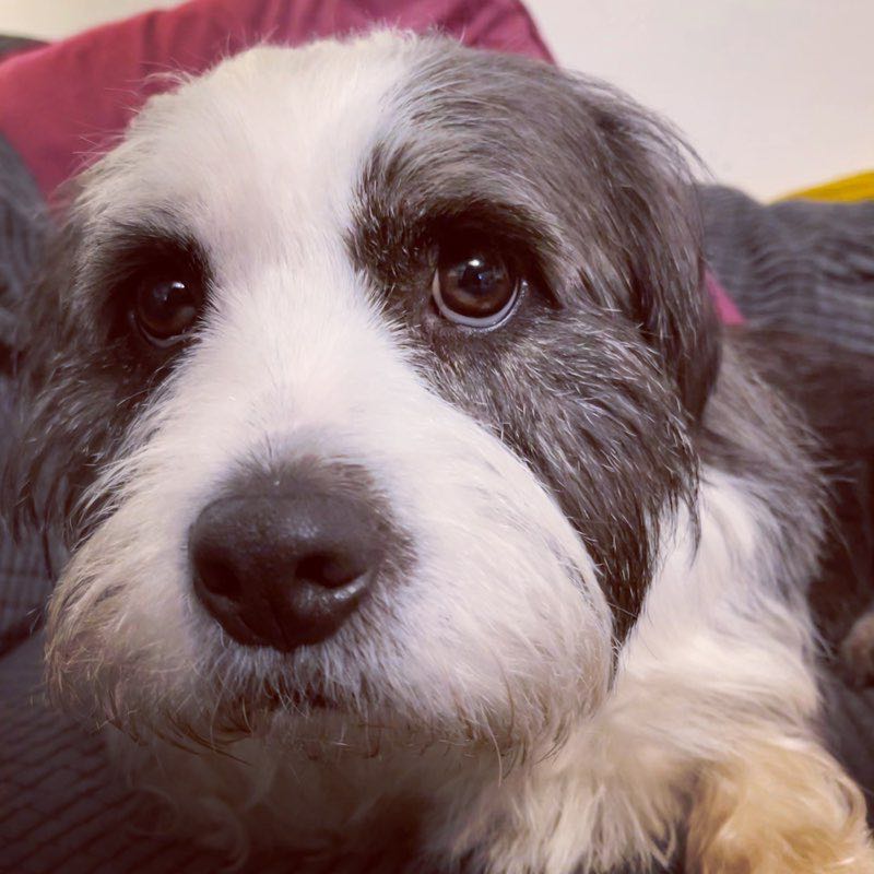 🐾 Catherine & Denny 🐾