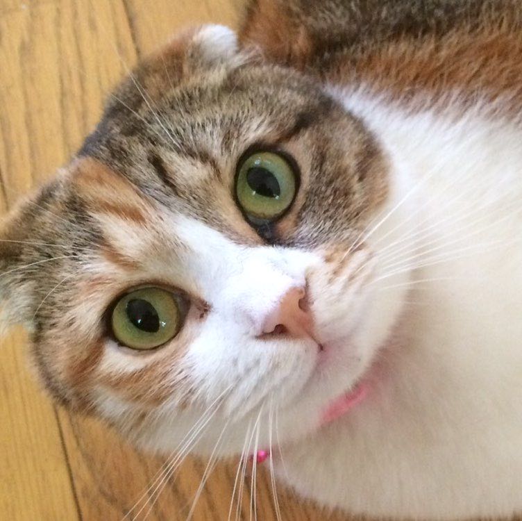あみねこ