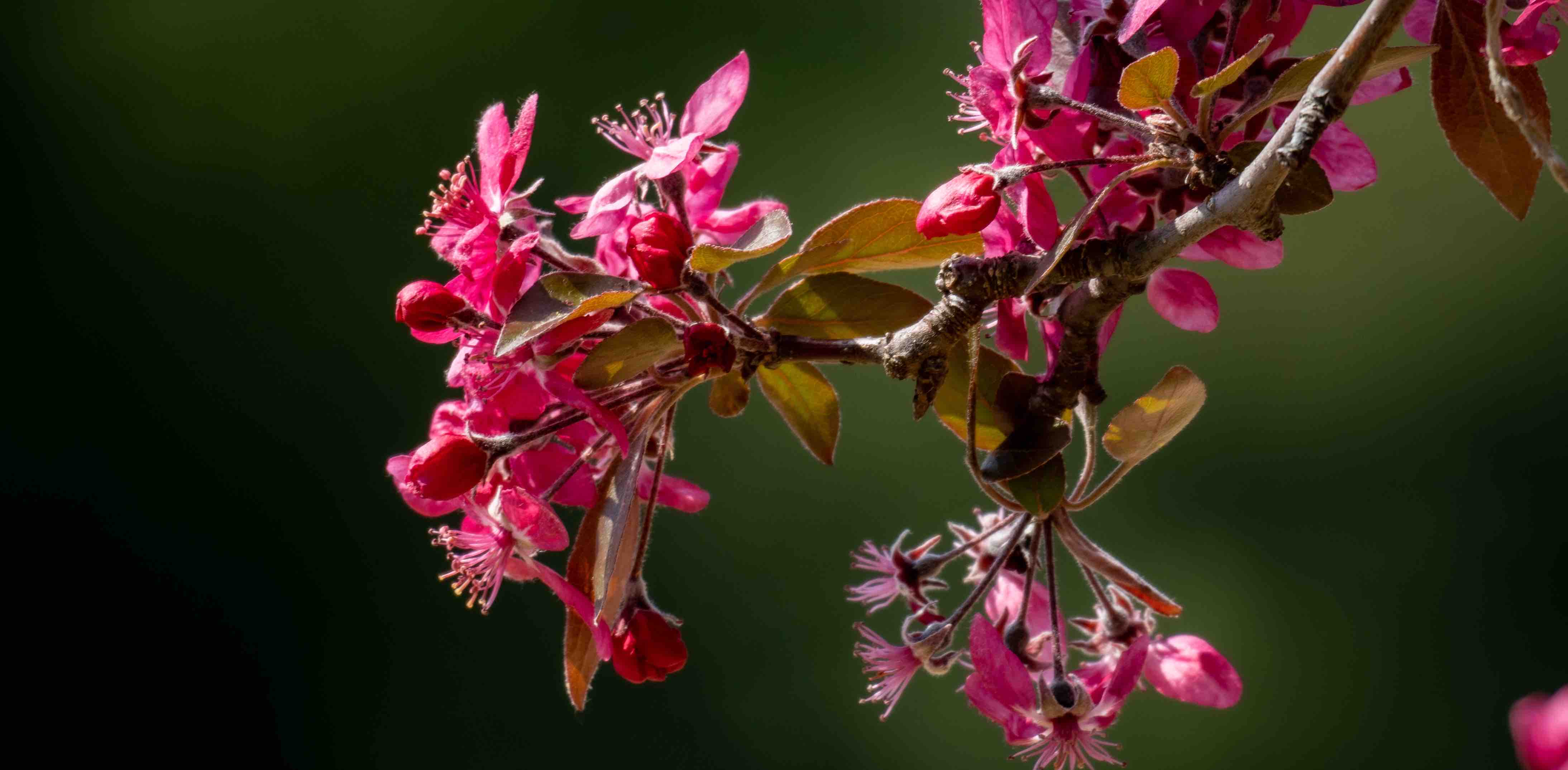 💓Aidos 2025 Challenge💗 banner