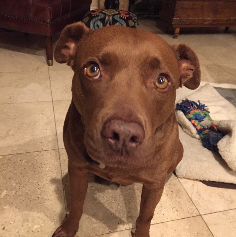 Janet Vreeland profile