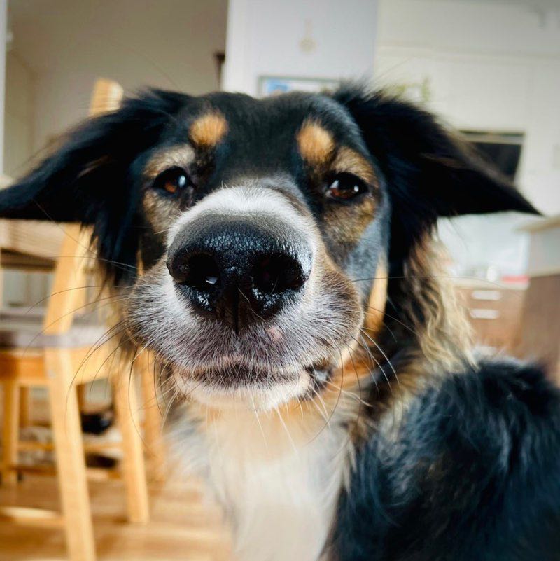 Diuna_and_the_fur_family profile