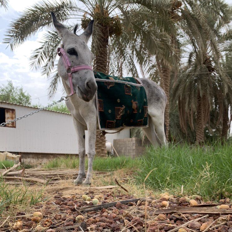 Moody🏃🏼‍♂️