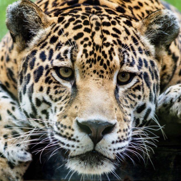 Karinguri Luke profile