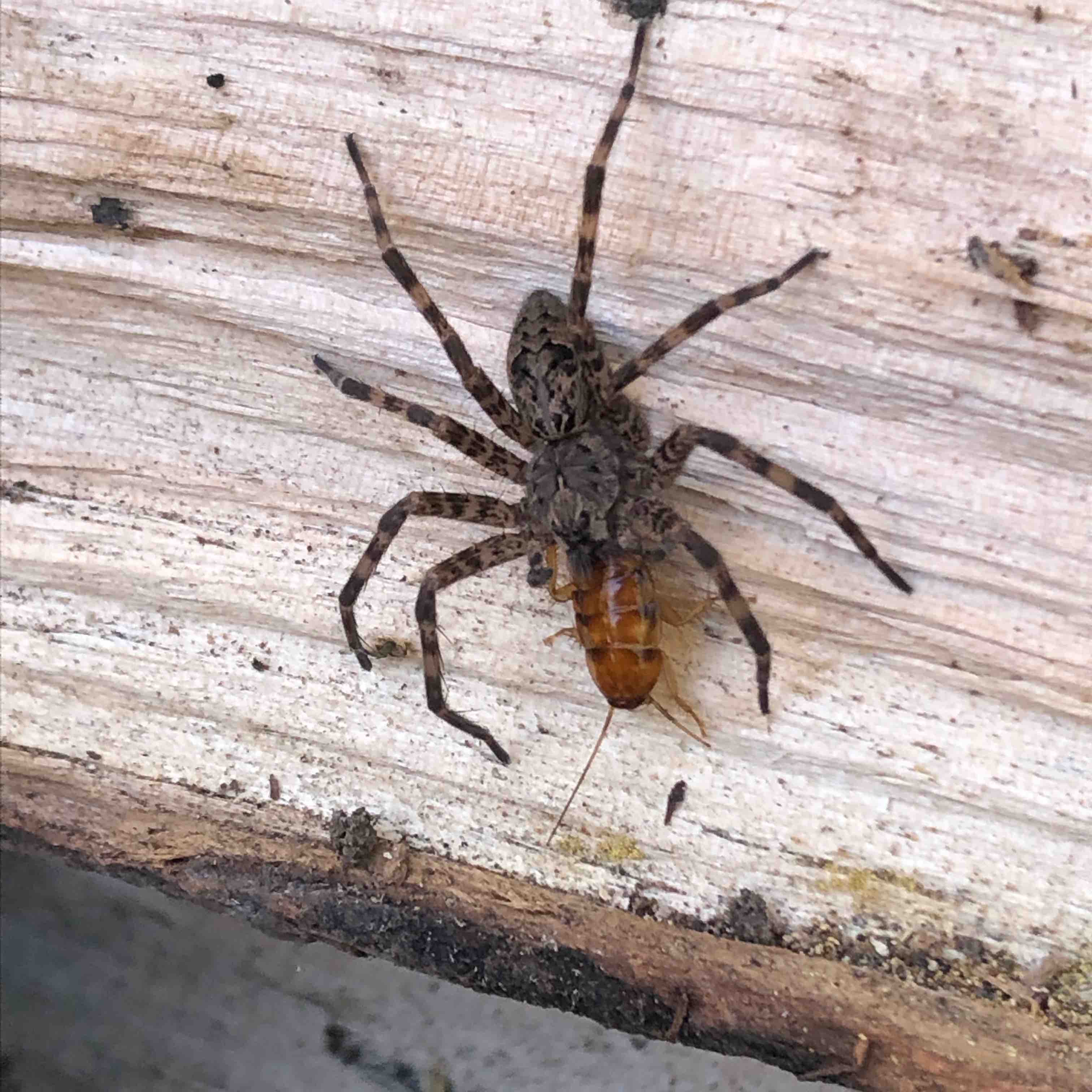 C’ville Walkers logo