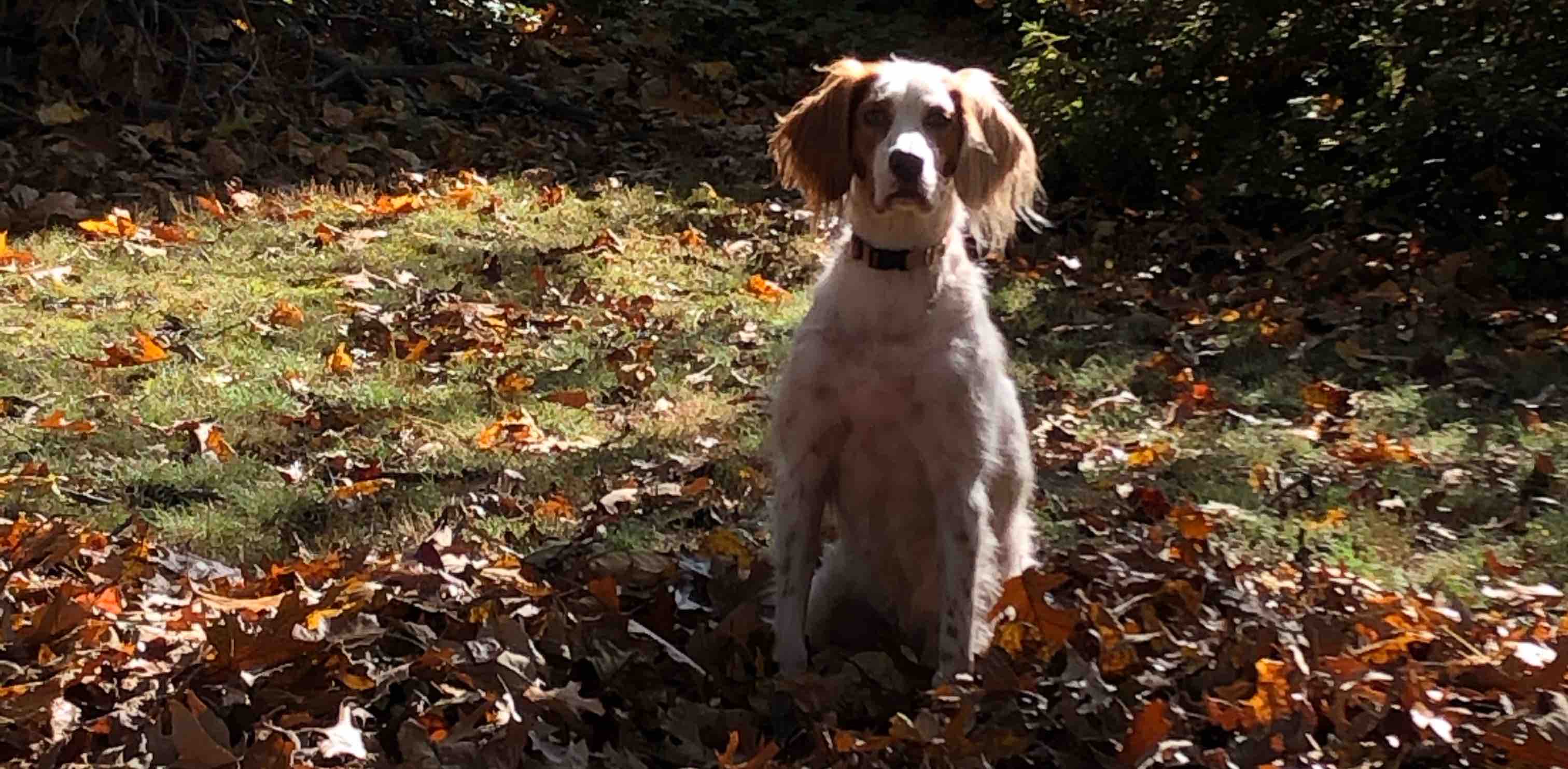 C’ville Walkers banner