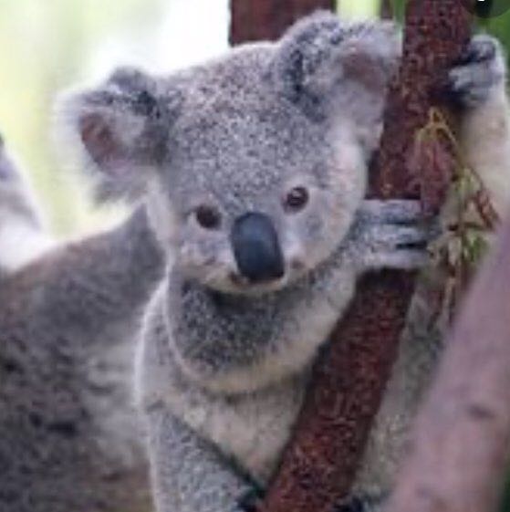 Tizi 🏳️‍🌈 profile