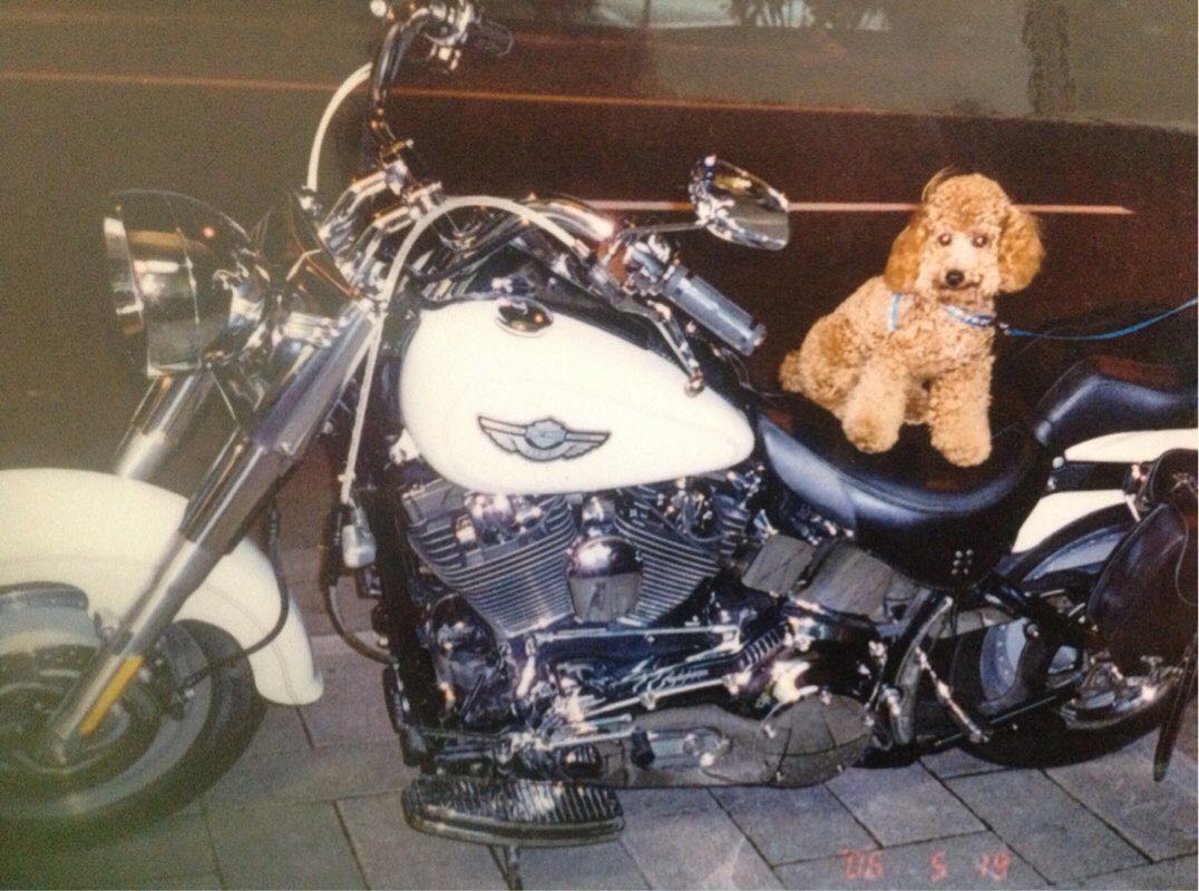 夜行者～灰熊～