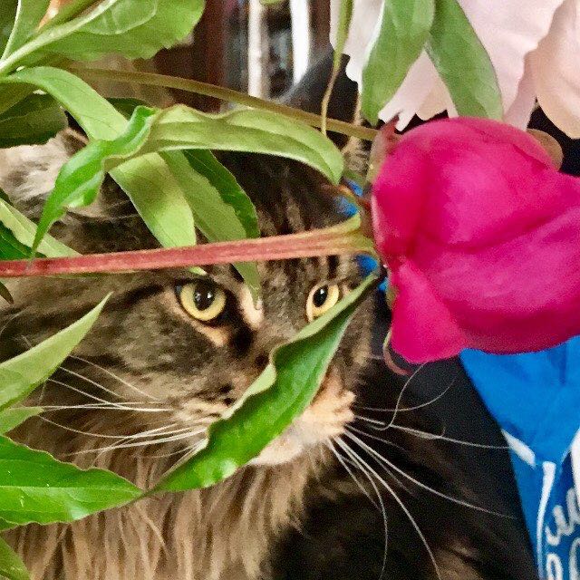 Reina 💃🐆🐅🐈