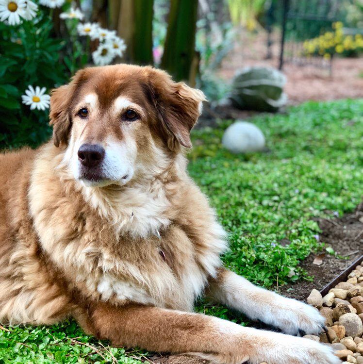 Wise and old👣👟🐕💡grandmom