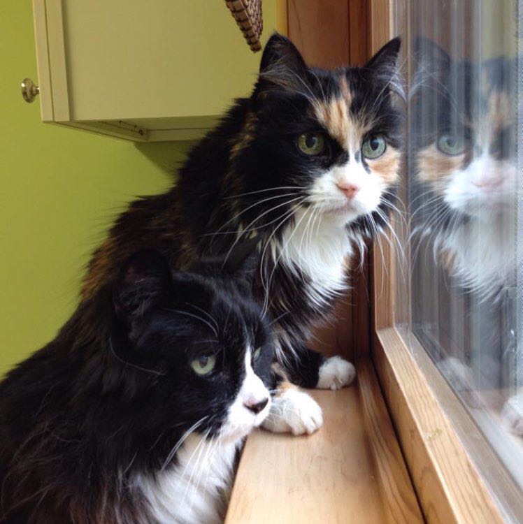 PacerGal_1965 (Lynn)