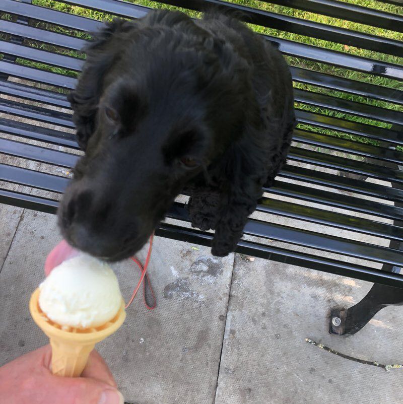 maurice 🐶🏴󠁧󠁢󠁳󠁣󠁴󠁿🇬🇧