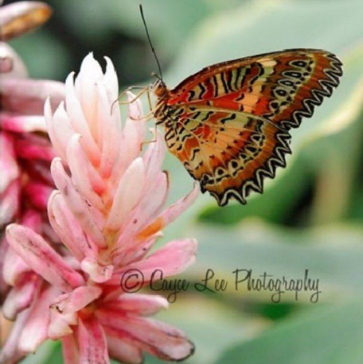 Arlden 🌞🎶😎😻🌸