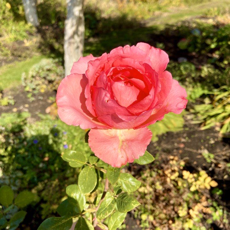 Екатерина♍️ profile