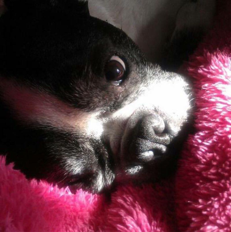 Barbi