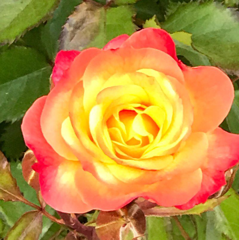 Purzel😄 🌞🥀🌺🌸🌼🍀