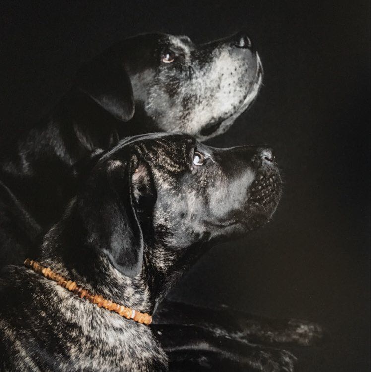 Judith Blume profile