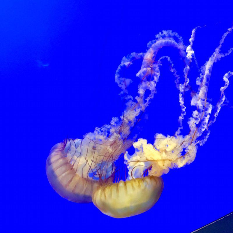 JoleneF🦋6401091095🦋 profile