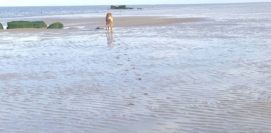 Wattenläufer banner