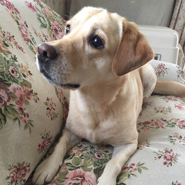 🌷花恵-Hanae🌷